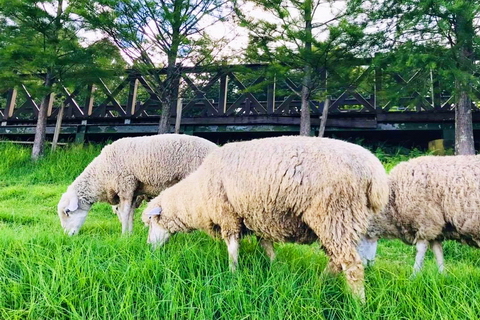 清境農場110年寒假綿羊秀表演時間